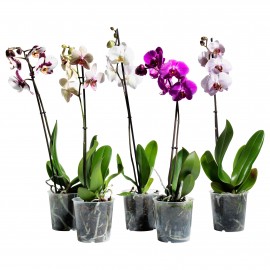 Орхидея Фаленопсис 1 шт