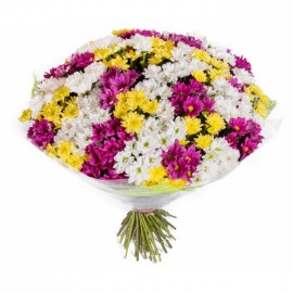 Белые, желтые и фиолетовые хризантемы (35 шт)
