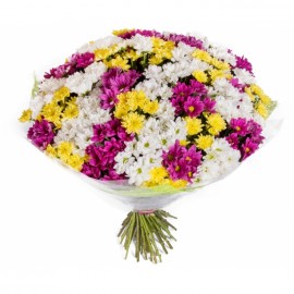 White, yellow and purple chrysanthemums (35 pcs)