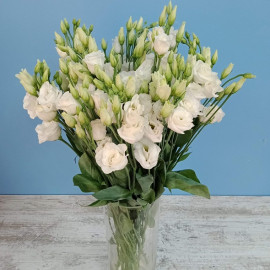 Whote lisianthus