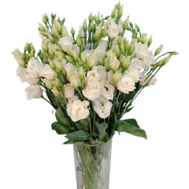 White lisianthus 9 pcs