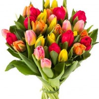 Mixed color Tulips