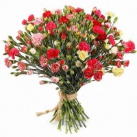 Bouquet of spray carnation (59 pcs)