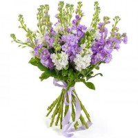 Fragrant gillyflowers