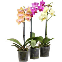 Orhideja Phalaenopsis 1 gab