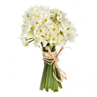 51 daffodils Spring Tenderness