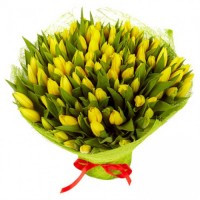 101 dzeltena tulpe