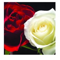 Best greetings Card Roses 13x13 cm